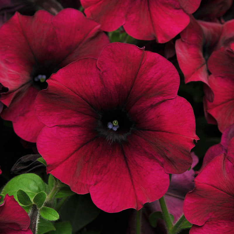 Petunia Easy Wave Velour Collection F1 Seed