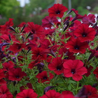 Petunia Tidal Wave Velour Red F1 Seed