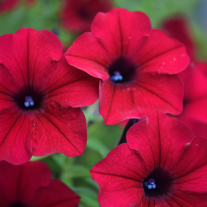 Petunia Tidal Wave Velour Red F1 Seed