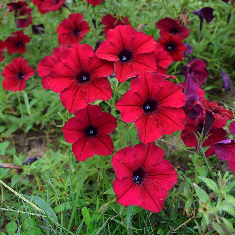 Petunia Tidal Wave Velour Red F1 Seed