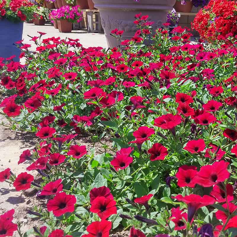 Petunia Tidal Wave Velour Red F1 Seed