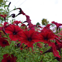 Petunia Tidal Wave Velour Red F1 Seed