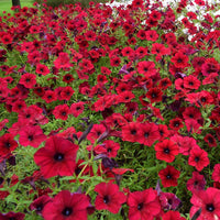 Petunia Tidal Wave Velour Red F1 Seed