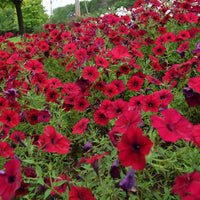 Petunia Tidal Wave Velour Red F1 Seed