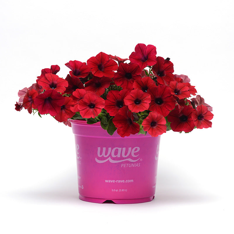 Petunia Tidal Wave Velour Red F1 Seed