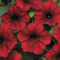 Petunia Tidal Wave Velour Red F1 Seed