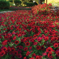 Petunia Tidal Wave Velour Red F1 Seed