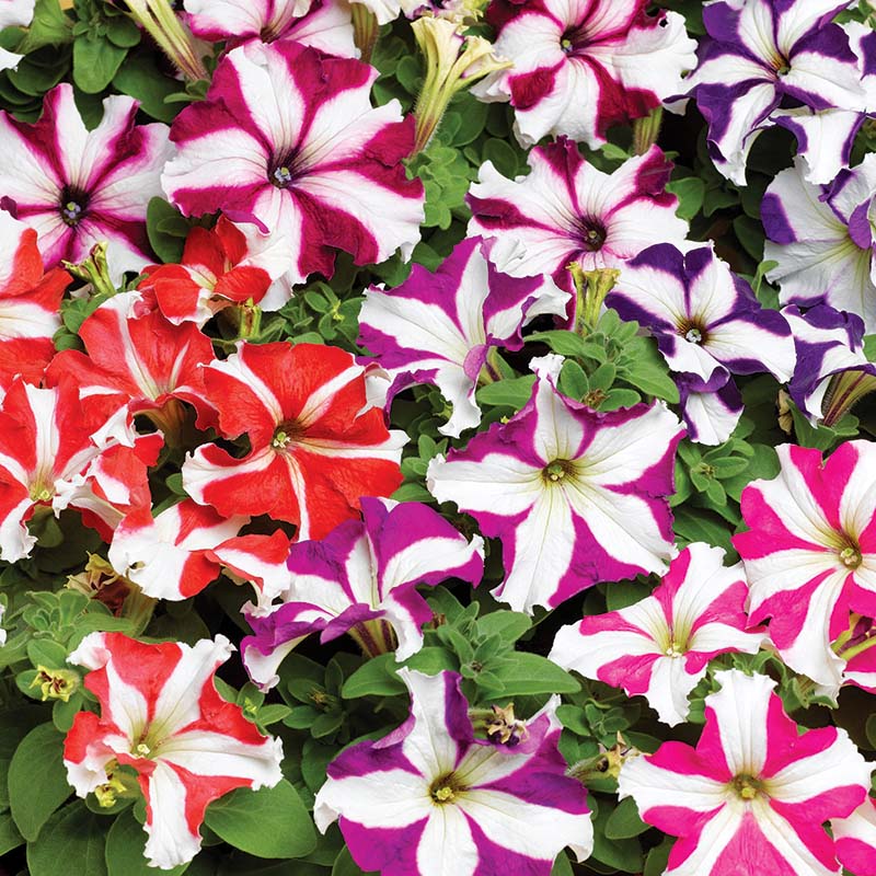 Petunia Tritunia Star Mix F1 Seed