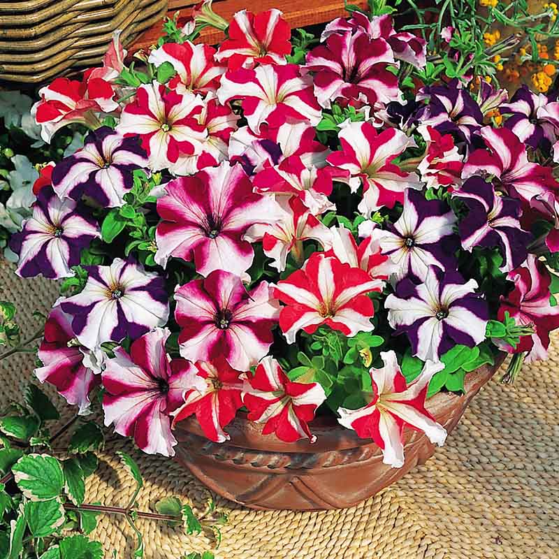 Petunia Tritunia Star Mix F1 Seed