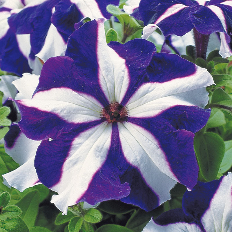 Petunia Tritunia Star Mix F1 Seed