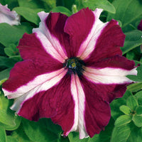 Petunia Tritunia Star Mix F1 Seed