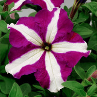 Petunia Tritunia Star Mix F1 Seed