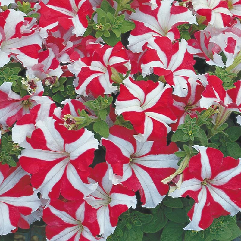 Petunia Tritunia Star Mix F1 Seed