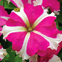 Petunia Tritunia Star Mix F1 Seed