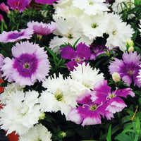 Dianthus Diana Lavendina Mix F1 Seed