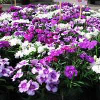 Dianthus Diana Lavendina Mix F1 Seed