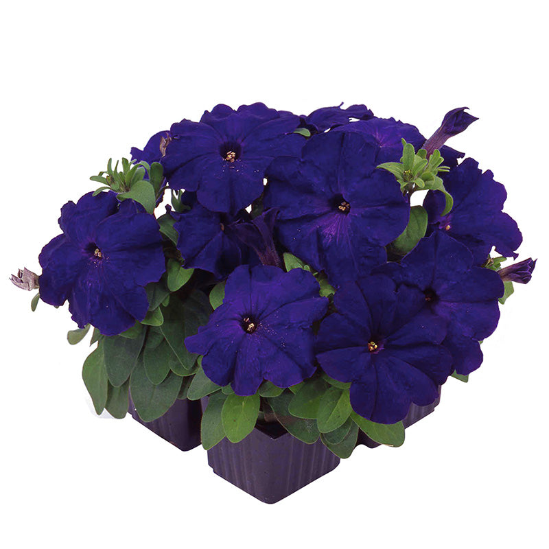 Petunia Limbo GP Blue F1 Seed