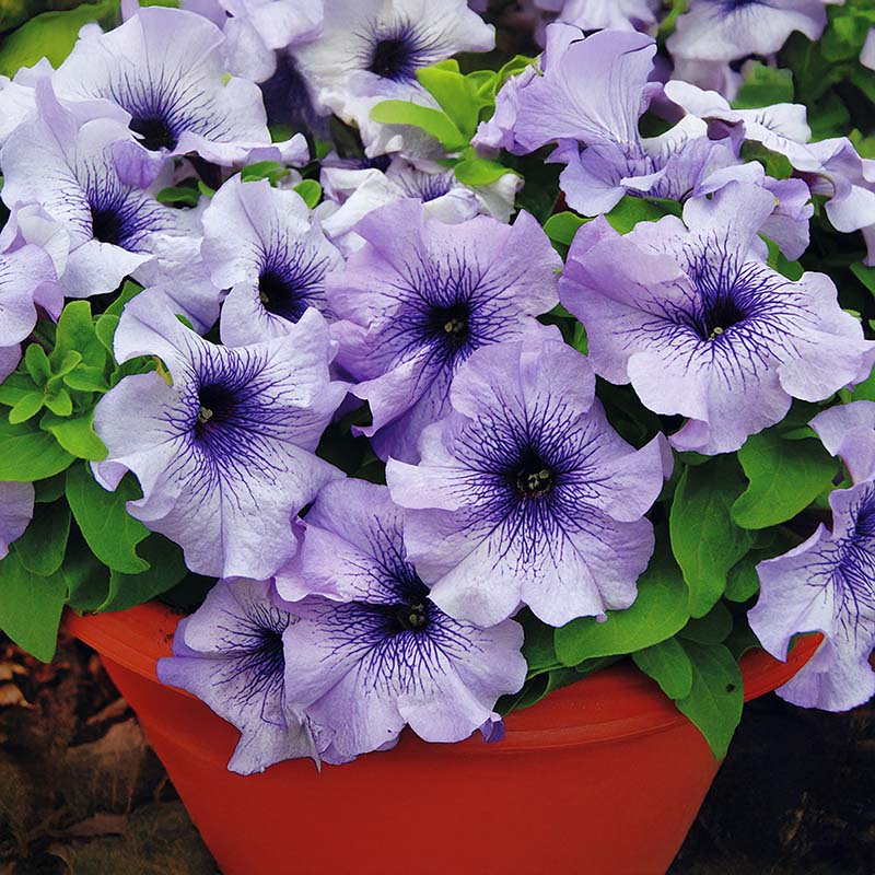 Petunia Limbo GP Blue Vein F1 Seed