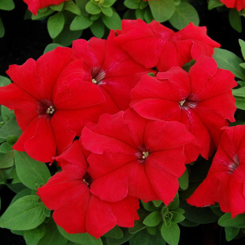 Petunia Limbo GP Red F1 Seed