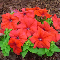 Petunia Limbo GP Red F1 Seed