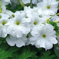 Petunia Limbo GP White F1 Seed