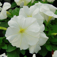 Petunia Limbo GP White F1 Seed