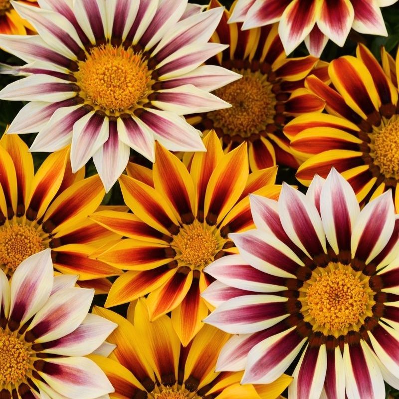 Gazania New Day Tiger Mix F1 Seed