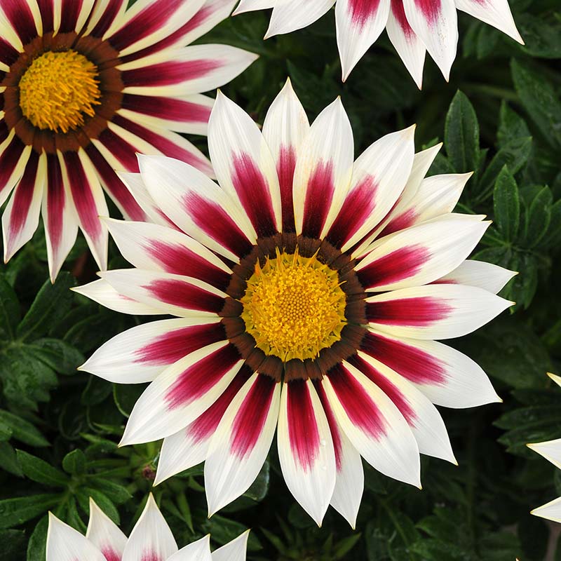 Gazania New Day Tiger Mix F1 Seed