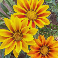 Gazania New Day Tiger Mix F1 Seed