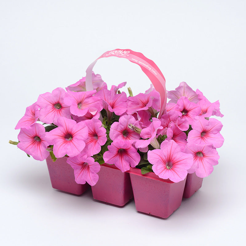 Petunia Easy Wave Pink Passion F1 Seed