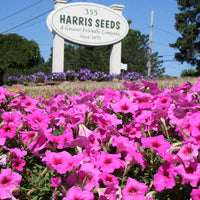 Petunia Easy Wave Pink Passion F1 Seed