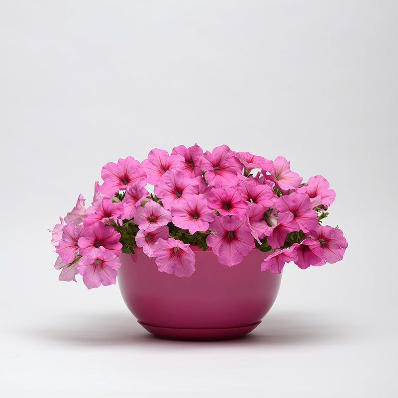 Petunia Easy Wave Pink Passion F1 Seed