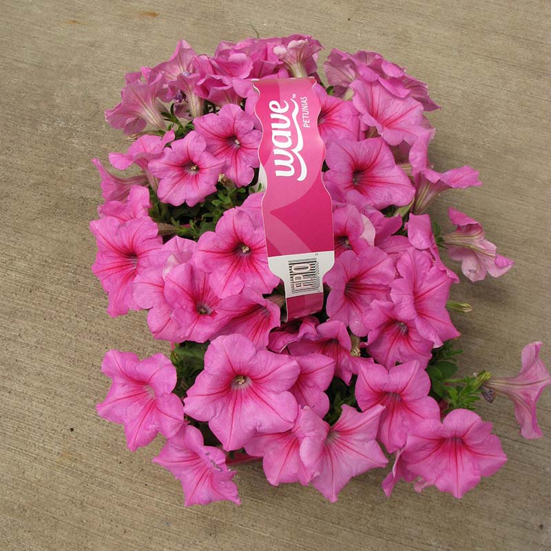 Petunia Easy Wave Pink Passion F1 Seed