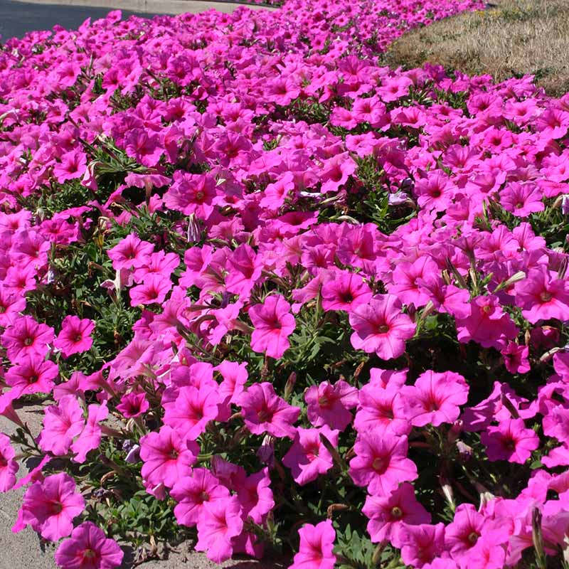 Petunia Easy Wave Pink Passion F1 Seed