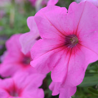 Petunia Easy Wave Pink Passion F1 Seed