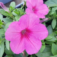 Petunia Easy Wave Pink Passion F1 Seed