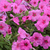 Petunia Easy Wave Pink Passion F1 Seed