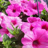 Petunia Easy Wave Pink Passion F1 Seed