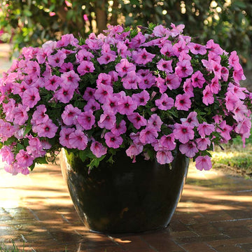 Petunia Easy Wave Pink Passion F1 Seed