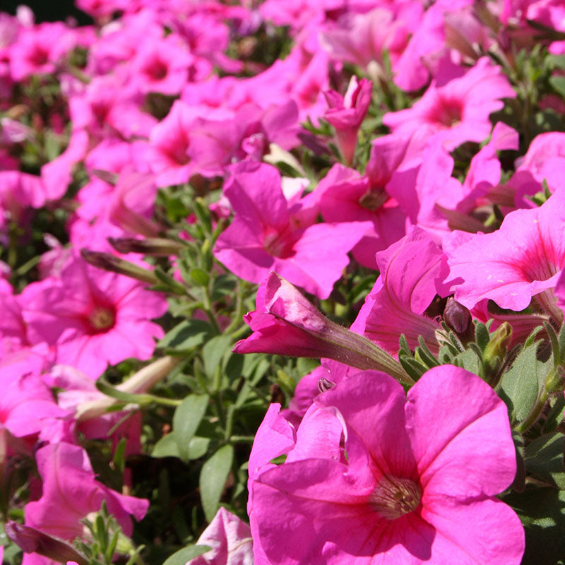 Petunia Easy Wave Pink Passion F1 Seed