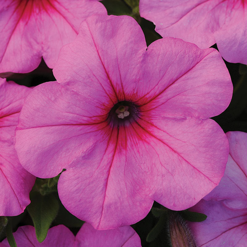 Petunia Easy Wave Pink Passion F1 Seed