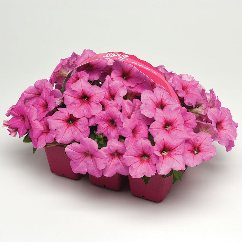 Petunia Easy Wave Pink Passion F1 Seed