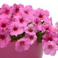 Petunia Easy Wave Pink Passion F1 Seed