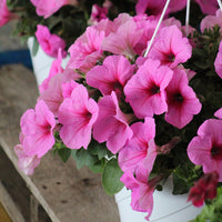 Petunia Easy Wave Pink Passion F1 Seed