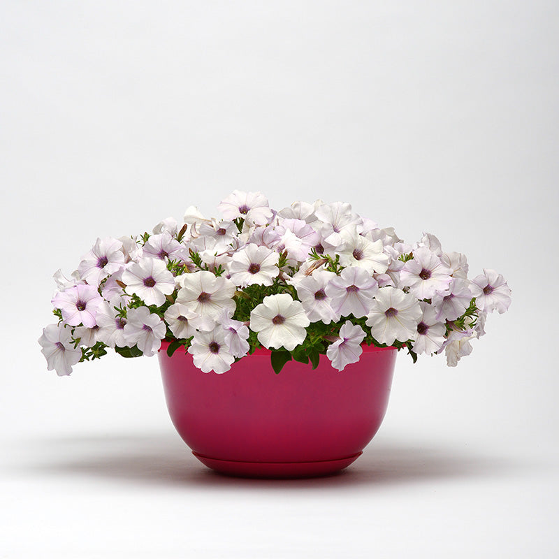 Petunia Easy Wave Silver F1 Seed