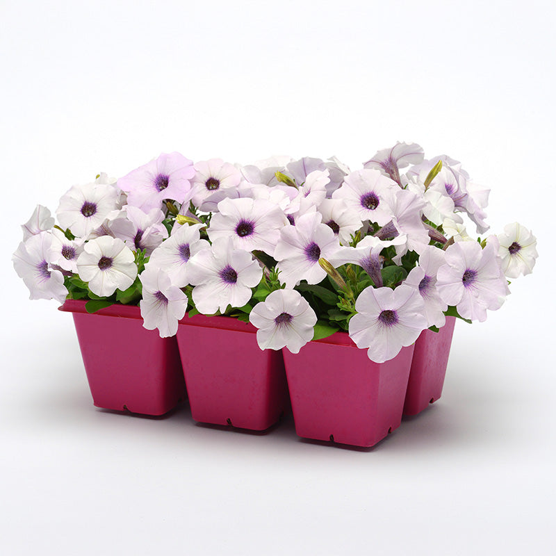 Petunia Easy Wave Silver F1 Seed