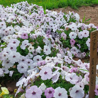 Petunia Easy Wave Silver F1 Seed