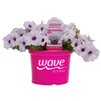 Petunia Easy Wave Silver F1 Seed