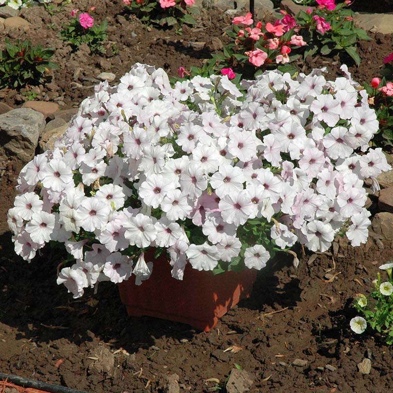 Petunia Easy Wave Silver F1 Seed