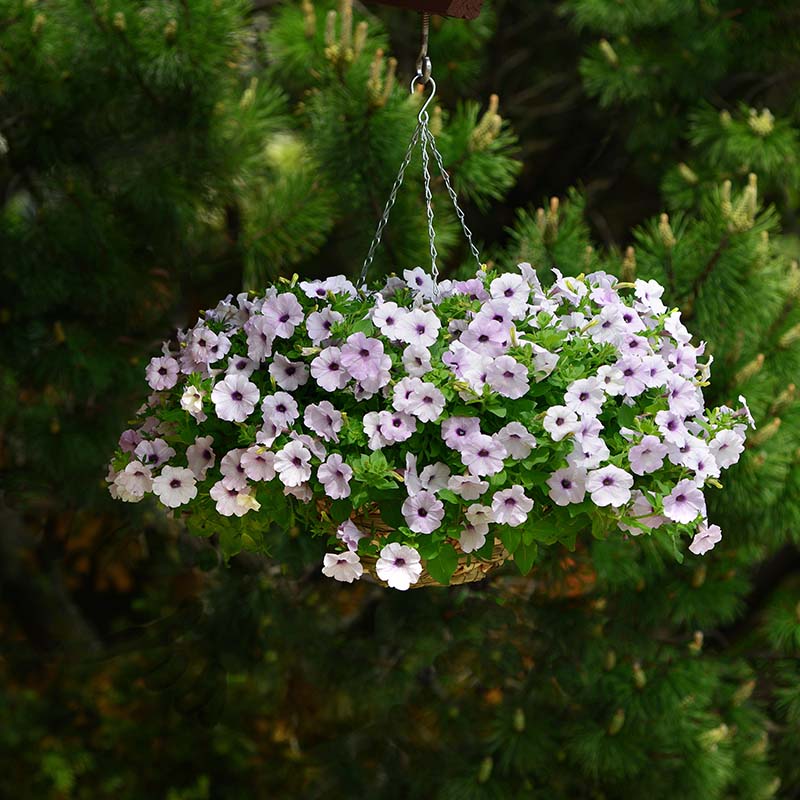 Petunia Easy Wave Silver F1 Seed